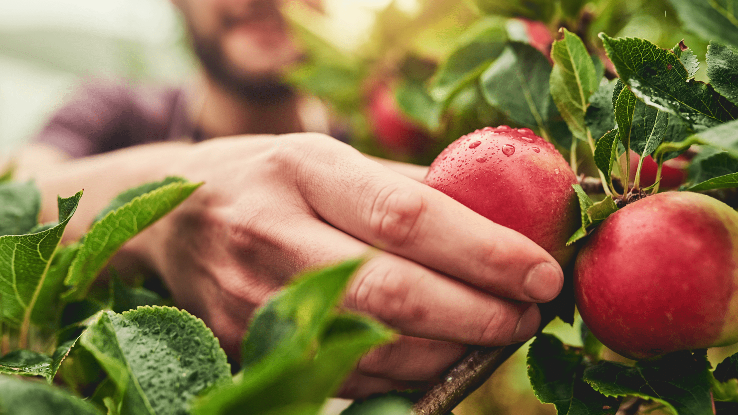 Close-up of apples on branch